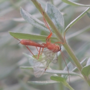 Netelia sp. (genus) at Conder, ACT - 21 Feb 2021 07:28 PM