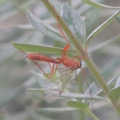 Netelia sp. (genus) (An Ichneumon wasp) at Conder, ACT - 21 Feb 2021 by michaelb