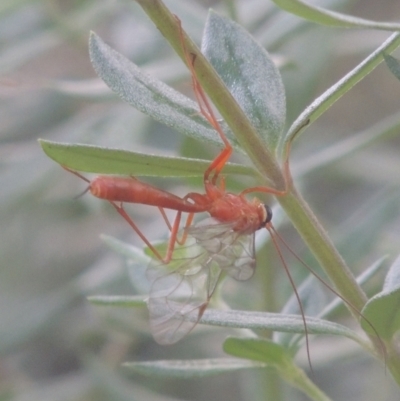 Netelia sp. (genus) (An Ichneumon wasp) at Conder, ACT - 21 Feb 2021 by michaelb