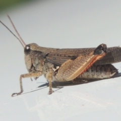 Phaulacridium vittatum (Wingless Grasshopper) at Conder, ACT - 26 Feb 2021 by MichaelBedingfield