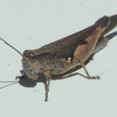 Phaulacridium vittatum at Conder, ACT - 26 Feb 2021