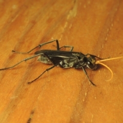 Pompilidae (family) (Unidentified Spider wasp) at Conder, ACT - 26 Feb 2021 by michaelb