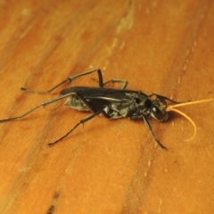 Pompilidae (family) (Unidentified Spider wasp) at Pollinator-friendly garden Conder - 26 Feb 2021 by michaelb