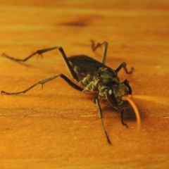 Pompilidae (family) at Conder, ACT - 26 Feb 2021 10:09 PM