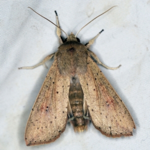 Mythimna (Pseudaletia) convecta at Wyanbene, NSW - 16 Apr 2021