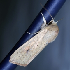 Mythimna (Pseudaletia) convecta at Wyanbene, NSW - 16 Apr 2021