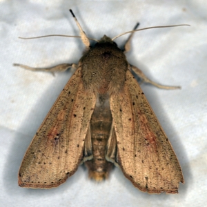 Mythimna (Pseudaletia) convecta at Wyanbene, NSW - 16 Apr 2021