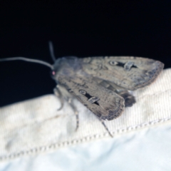 Agrotis infusa (Bogong Moth, Common Cutworm) at Deua National Park (CNM area) - 16 Apr 2021 by ibaird