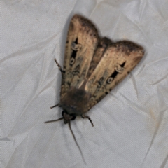 Agrotis infusa at Wyanbene, NSW - 16 Apr 2021 09:19 PM