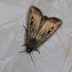 Agrotis infusa at Wyanbene, NSW - 16 Apr 2021 09:19 PM