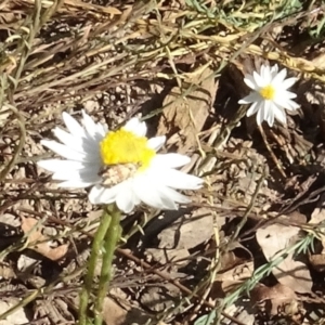 Tebenna micalis at National Arboretum Woodland - 18 Apr 2021 03:25 PM