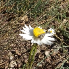 Tebenna micalis at National Arboretum Woodland - 18 Apr 2021 03:25 PM