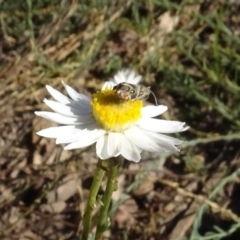 Tebenna micalis at National Arboretum Woodland - 18 Apr 2021 03:25 PM