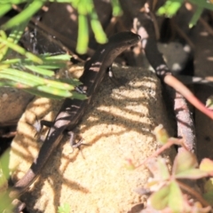 Lampropholis delicata (Delicate Skink) at ANBG - 23 Apr 2021 by Tammy