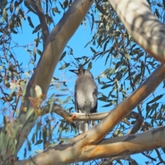 Strepera versicolor (Grey Currawong) at Holt, ACT - 24 Apr 2021 by wombey