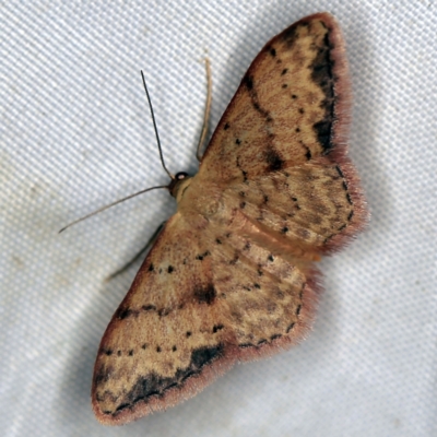 Idaea halmaea (Two-spotted Wave) at QPRC LGA - 16 Apr 2021 by ibaird