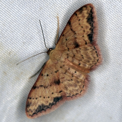 Idaea halmaea (Two-spotted Wave) at Deua National Park (CNM area) - 16 Apr 2021 by ibaird