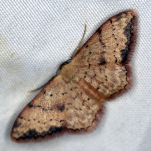 Idaea halmaea at Wyanbene, NSW - 16 Apr 2021