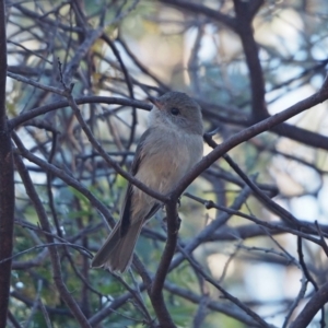 Pachycephala pectoralis at Holt, ACT - 24 Apr 2021 09:05 AM