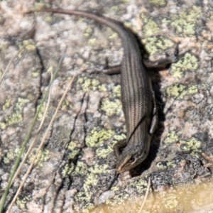 Pseudemoia entrecasteauxii at Cotter River, ACT - 23 Apr 2021