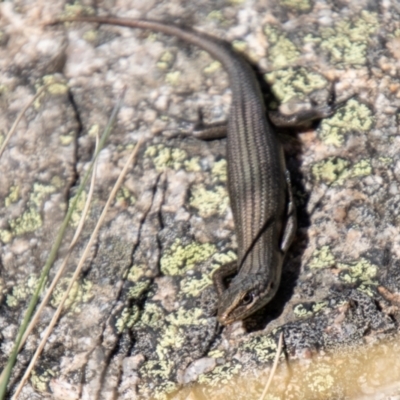Pseudemoia entrecasteauxii (Woodland Tussock-skink) at Cotter River, ACT - 23 Apr 2021 by SWishart