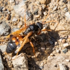 Calopompilus affectata (Spider wasp) at Cotter River, ACT - 23 Apr 2021 by SWishart