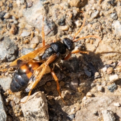 Calopompilus affectata (Spider wasp) at Cotter River, ACT - 23 Apr 2021 by SWishart