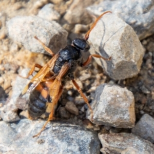 Calopompilus affectata at suppressed - 23 Apr 2021