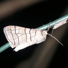 Liometopa rectilinea (Liometopa rectilinea) at Deua National Park (CNM area) - 16 Apr 2021 by ibaird