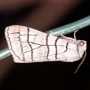 Liometopa rectilinea at Wyanbene, NSW - 16 Apr 2021 10:02 PM