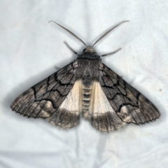 Stibaroma undescribed species (A Line-moth) at Wyanbene, NSW - 16 Apr 2021 by ibaird