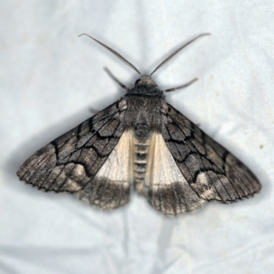 Stibaroma undescribed species (A Line-moth) at QPRC LGA - 16 Apr 2021 by ibaird