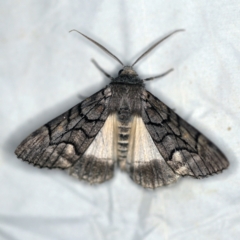 Stibaroma undescribed species (A Line-moth) at Deua National Park (CNM area) - 16 Apr 2021 by ibaird