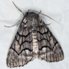 Stibaroma undescribed species at Wyanbene, NSW - 16 Apr 2021