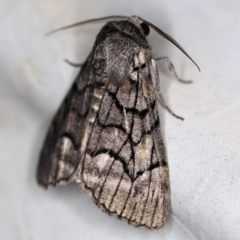 Stibaroma undescribed species at Wyanbene, NSW - 16 Apr 2021