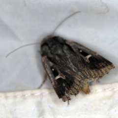 Proteuxoa tortisigna (Streaked Rictonis Moth) at Wyanbene, NSW - 16 Apr 2021 by ibaird