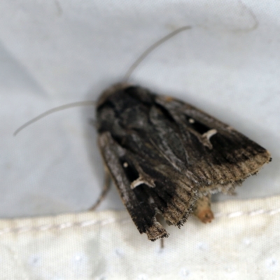 Proteuxoa tortisigna (Streaked Rictonis Moth) at Deua National Park (CNM area) - 16 Apr 2021 by ibaird