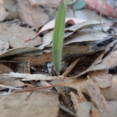 Caladenia atrovespa (Green-comb Spider Orchid) at Holt, ACT - 17 Apr 2021 by CathB