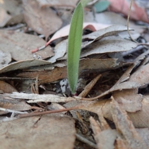 Caladenia atrovespa at Holt, ACT - suppressed