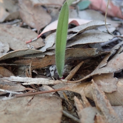 Caladenia atrovespa (Green-comb Spider Orchid) at Holt, ACT - 17 Apr 2021 by CathB