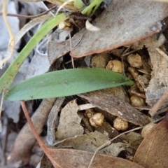 Caladenia atrovespa at Holt, ACT - suppressed