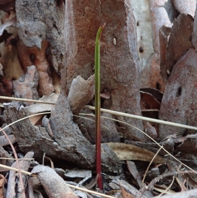 Calochilus montanus (Copper Beard Orchid) at Aranda, ACT - 17 Apr 2021 by CathB