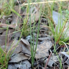 Diuris chryseopsis (Golden Moth) at Mount Painter - 18 Apr 2021 by CathB