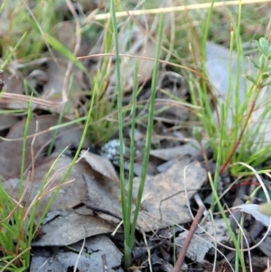 Diuris chryseopsis at Cook, ACT - 18 Apr 2021