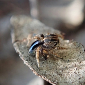 Maratus chrysomelas at Cook, ACT - 18 Apr 2021