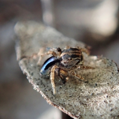 Maratus chrysomelas (Variable Peacock Spider) at Cook, ACT - 18 Apr 2021 by CathB