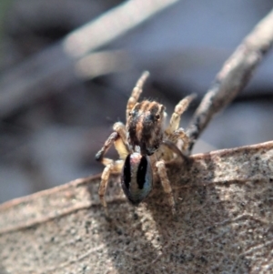 Maratus chrysomelas at Cook, ACT - 18 Apr 2021