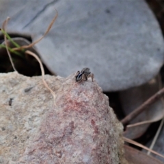 Maratus chrysomelas at Cook, ACT - 18 Apr 2021