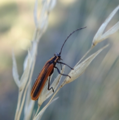Trichalus sp. (genus) (Net-winged beetle) at Mount Painter - 15 Apr 2021 by CathB
