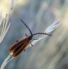 Trichalus sp. (genus) at Cook, ACT - 15 Apr 2021